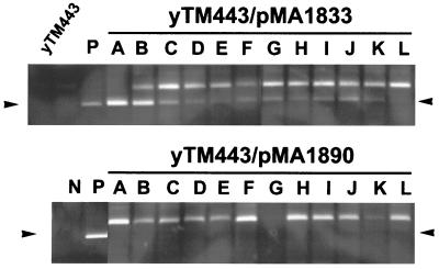 FIG. 7