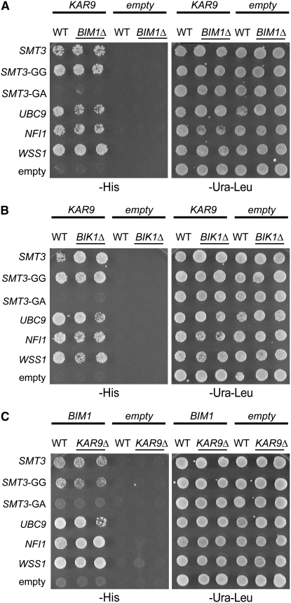 Figure 3.—