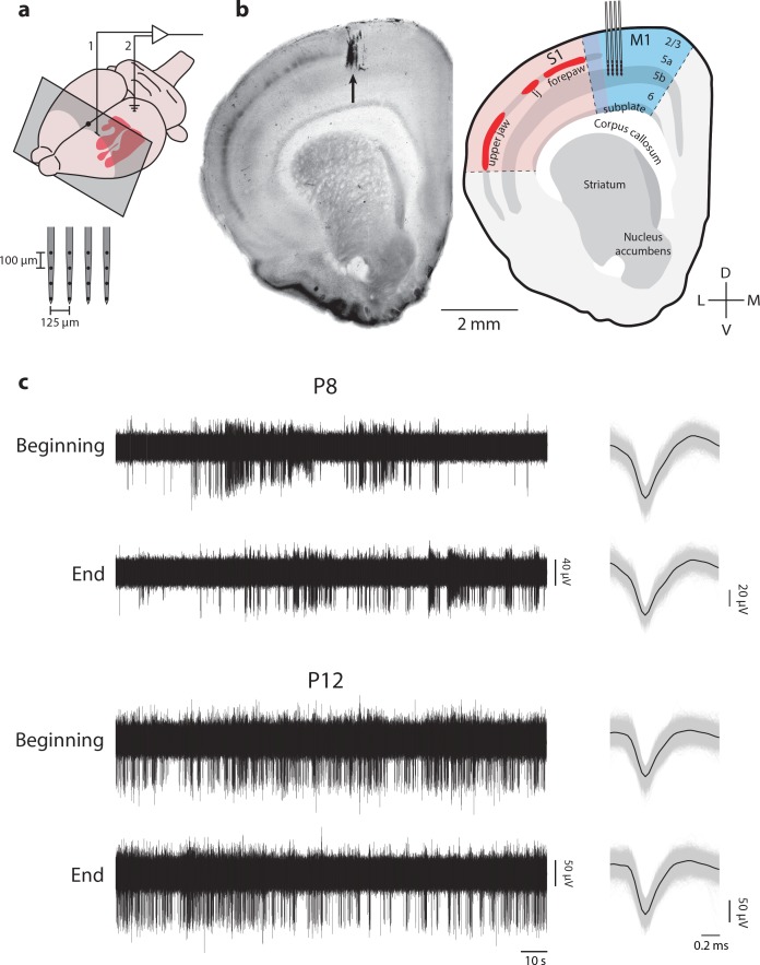 Figure 1—figure supplement 1.