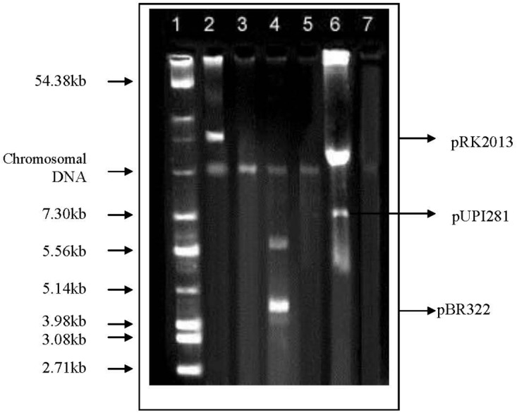 FIGURE 2