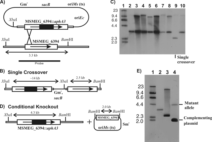 FIGURE 5.