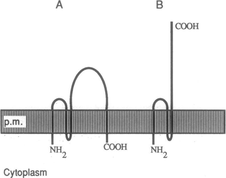 graphic file with name pnas01042-0369-a.jpg