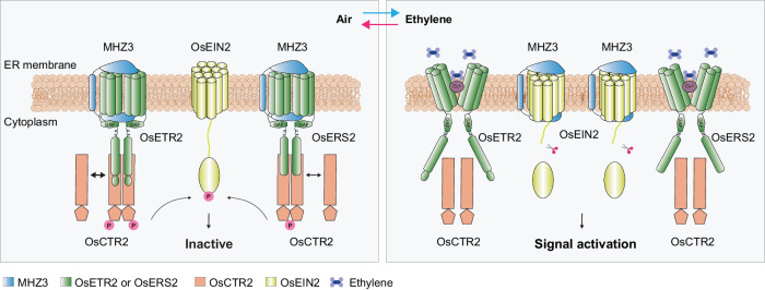 Fig. 7