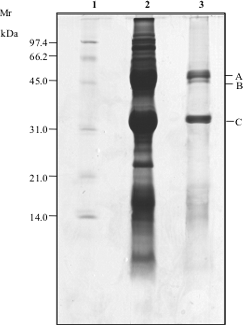 FIG. 2.