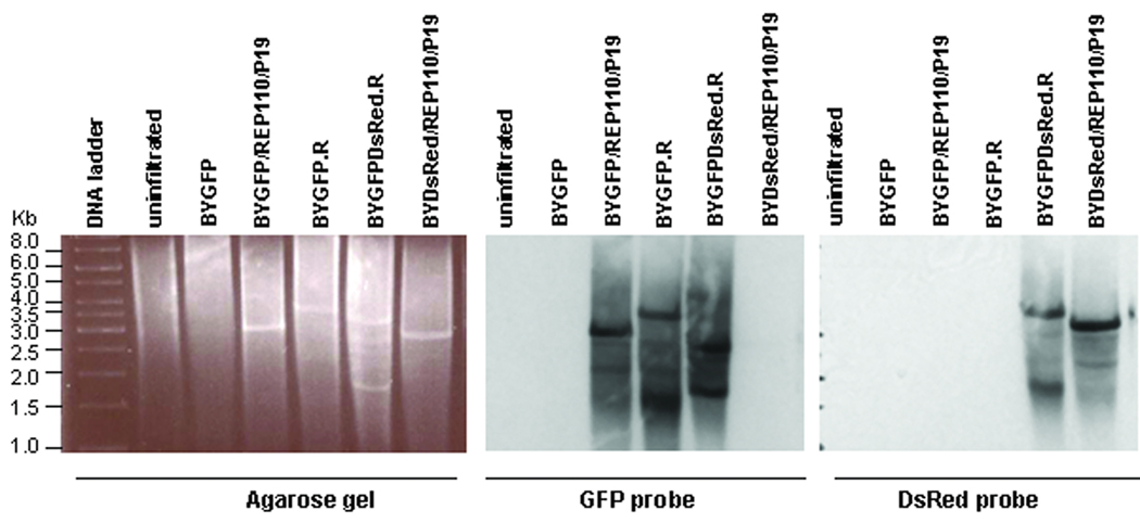 Figure 6