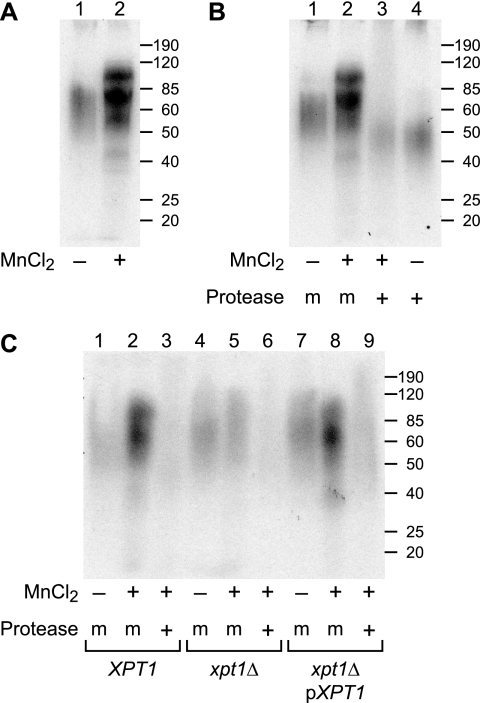 FIGURE 4.