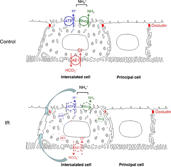 Fig. 7