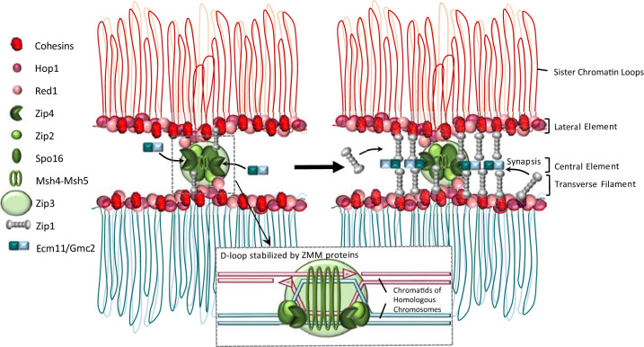 Figure 1.