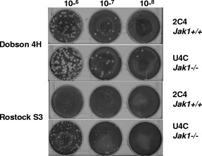 FIG. 7.