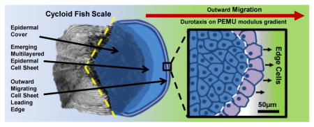 graphic file with name nihms801023u1.jpg