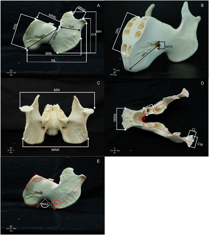 What the skull and scapular morphology of the dugong (Dugong dugon) can ...