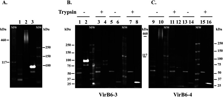 FIG 3