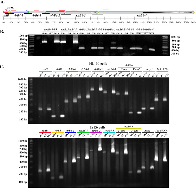 FIG 1