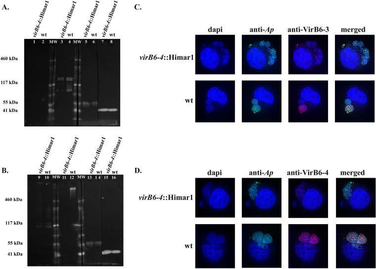 FIG 6