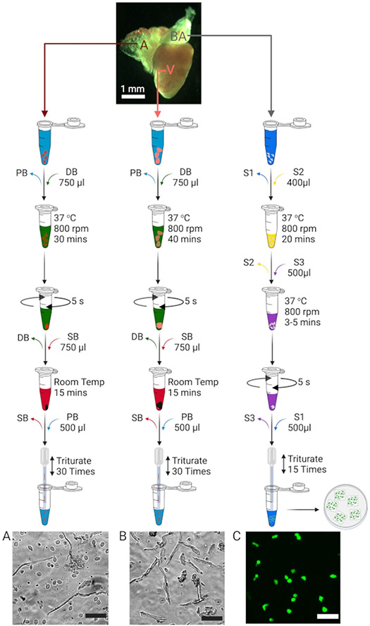 Figure 1: