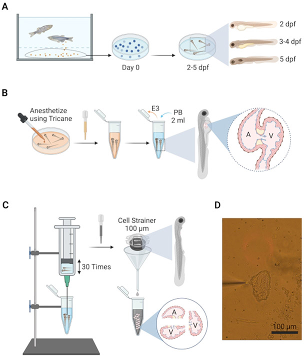 Figure 2: