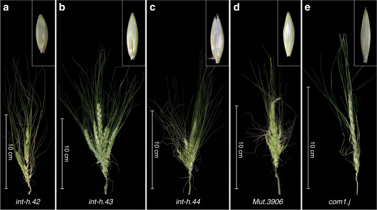 Fig. 3