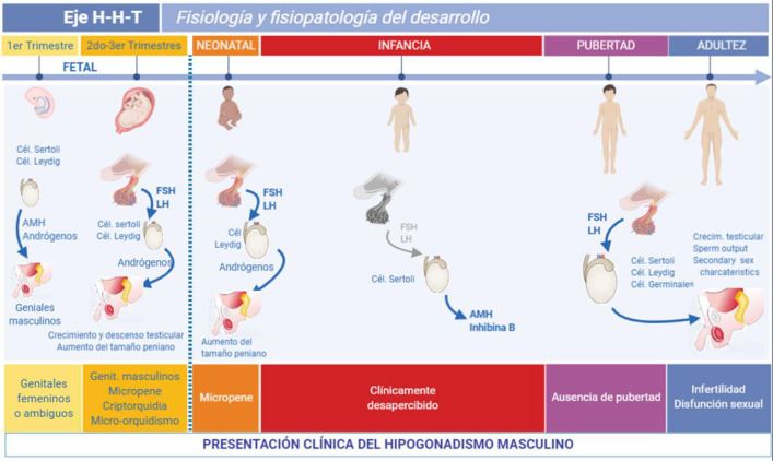 Figura 1: