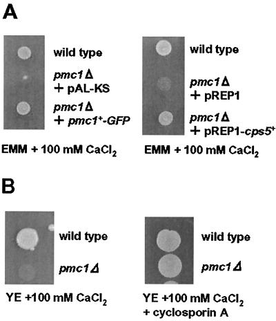 FIG. 9.