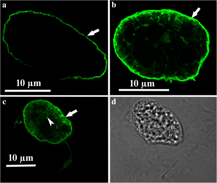 Fig. 8