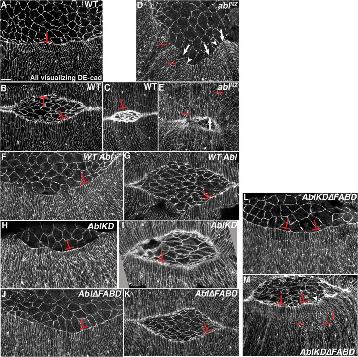 FIGURE 6: