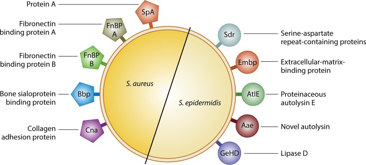 FIG 2