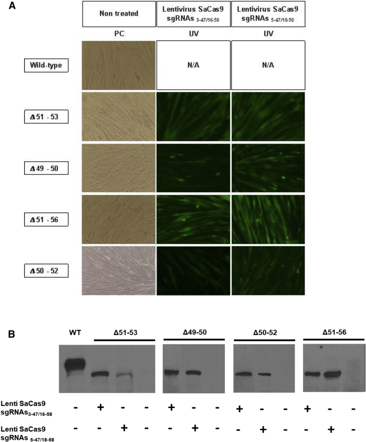 Figure 4