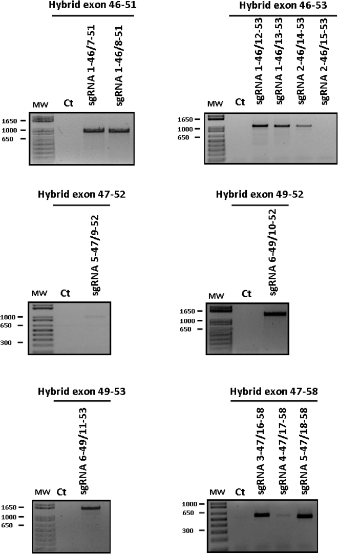 Figure 1