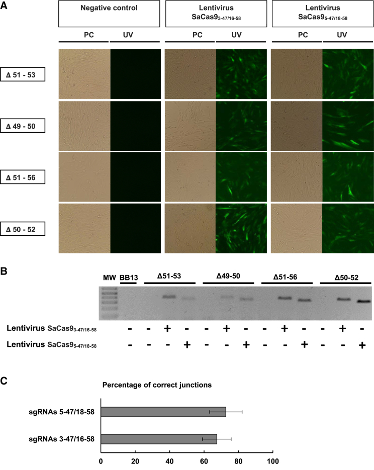 Figure 3