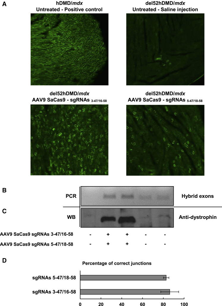 Figure 5