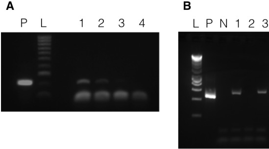 Figure 2.