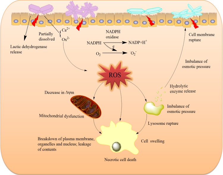 Figure 11