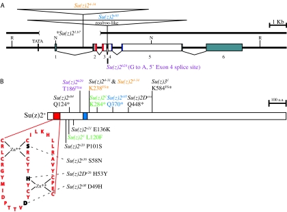 Figure 3.—