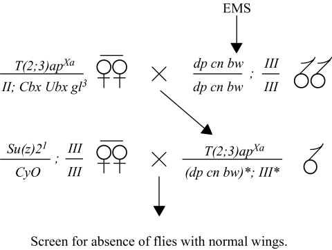 Figure 2.—