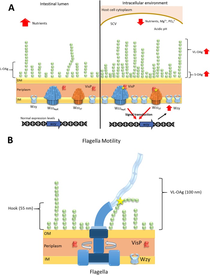 FIG 6