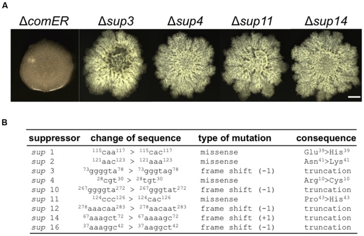 FIGURE 4