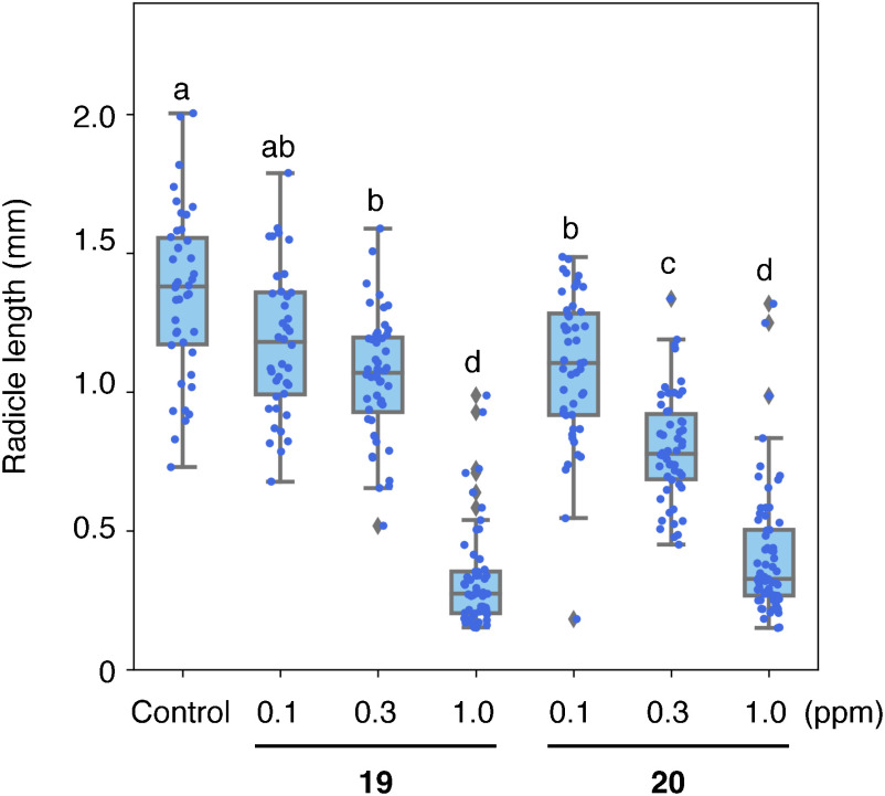 Fig. 5. The effect of the aryloxyacetylthiourea 19 and 20 at 0.1, 0.3, and 1.0 ppm on the radicle elongation of O. minor at 9 DAT. The seeds were germinated with 1 ppm rac-GR24 with or without (control) the thioureas. The radicle lengths of O. minor in each treatment were measured using Image J software and shown as a boxplot. Different letters indicate significant differences (p<0.05) among the treatments evaluated via the Turkey–Kramer test, n=41–66.