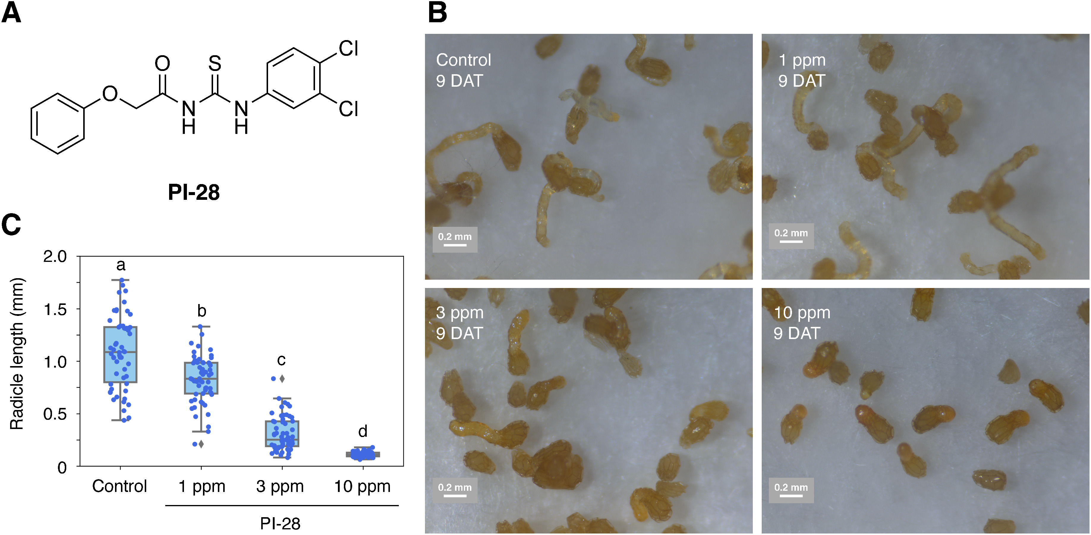 Fig. 1. The structure (A) and the effect of PI-28 (16) on the radicle elongation of O. minor (B, C). (B) The images were obtained at 9 DAT with 1, 3, and 10 ppm PI-28 or without PI-28 (control) together with 1 ppm rac-GR24 as a germination stimulant. (C) The radicle lengths of O. minor in each treatment at 9 DAT were measured using Image J software and shown as a boxplot. Different letters indicate significant differences (p<0.05) among the treatments evaluated via the Turkey–Kramer test, n=54–65.