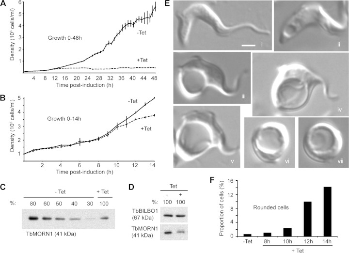 FIG 1