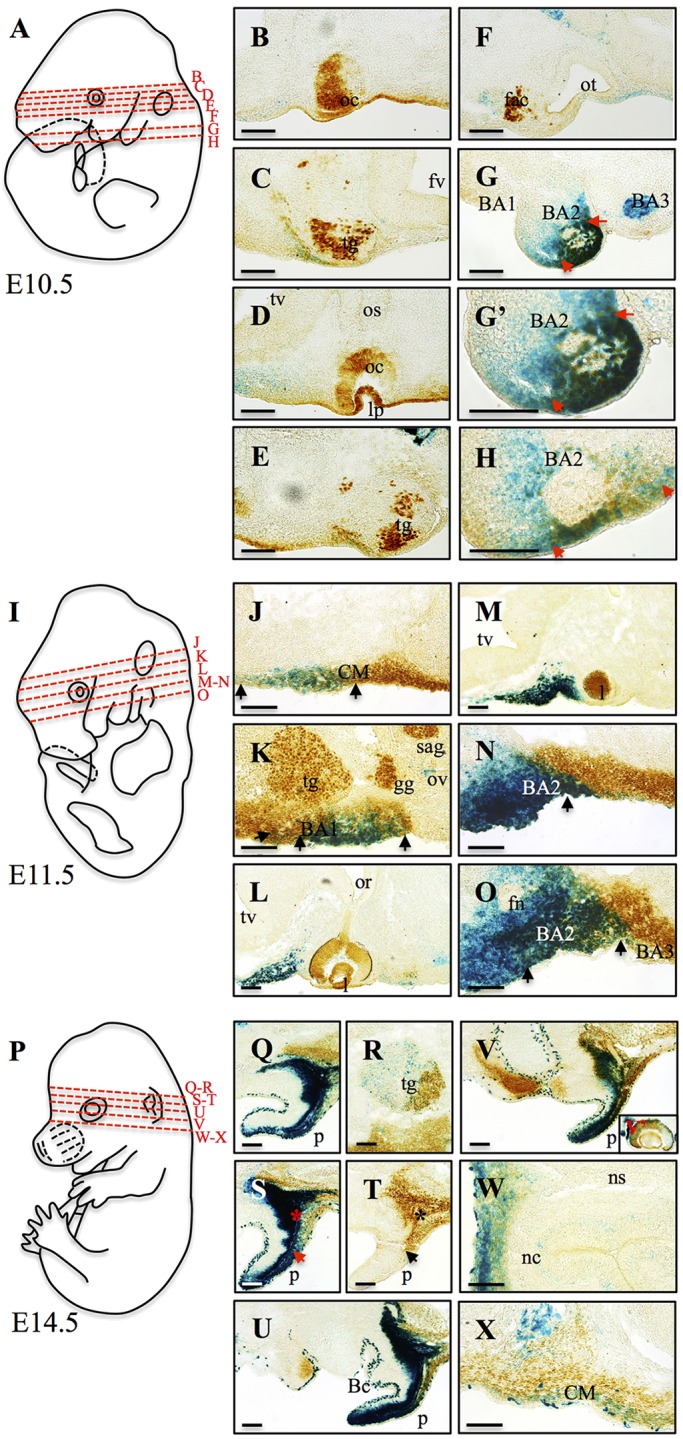 Fig. 5.