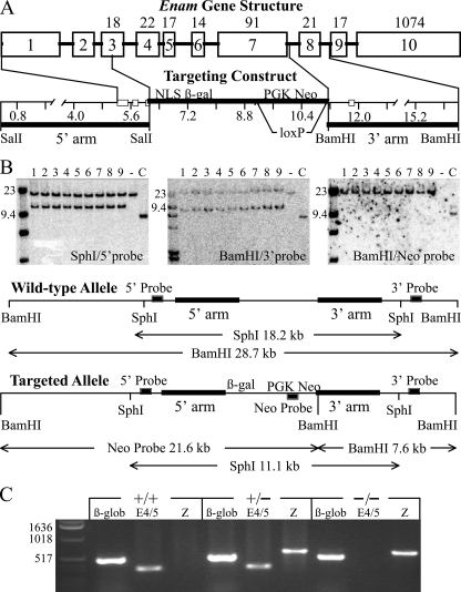 FIGURE 1.