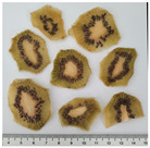 graphic file with name plants-14-00168-i004.jpg