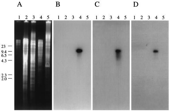 FIG. 3.