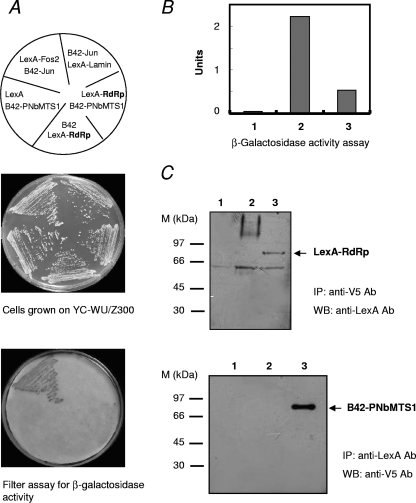 FIG. 1.