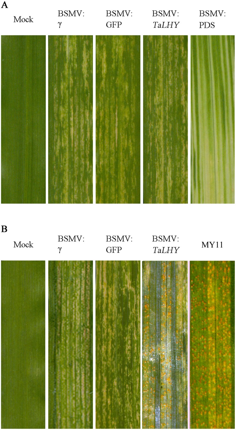 Fig 6