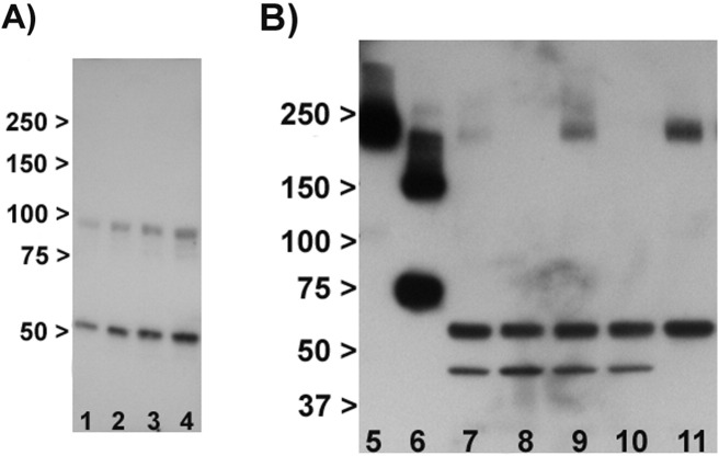 Supplementary Fig. 1