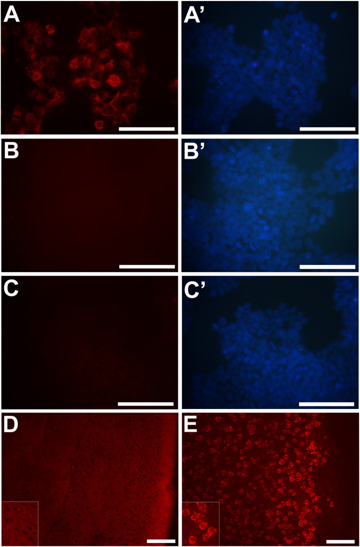 Supplementary Fig. 2