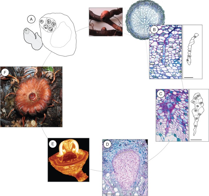 Fig. 4.