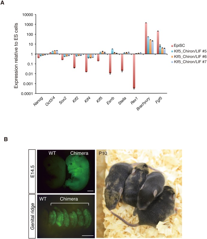 Fig 6