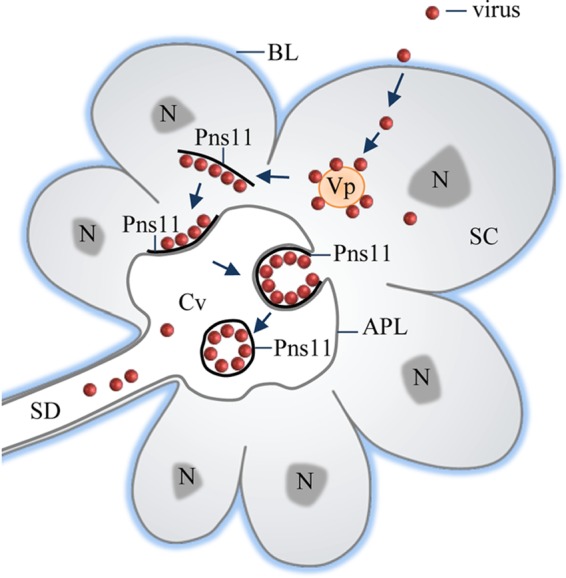 FIG 6